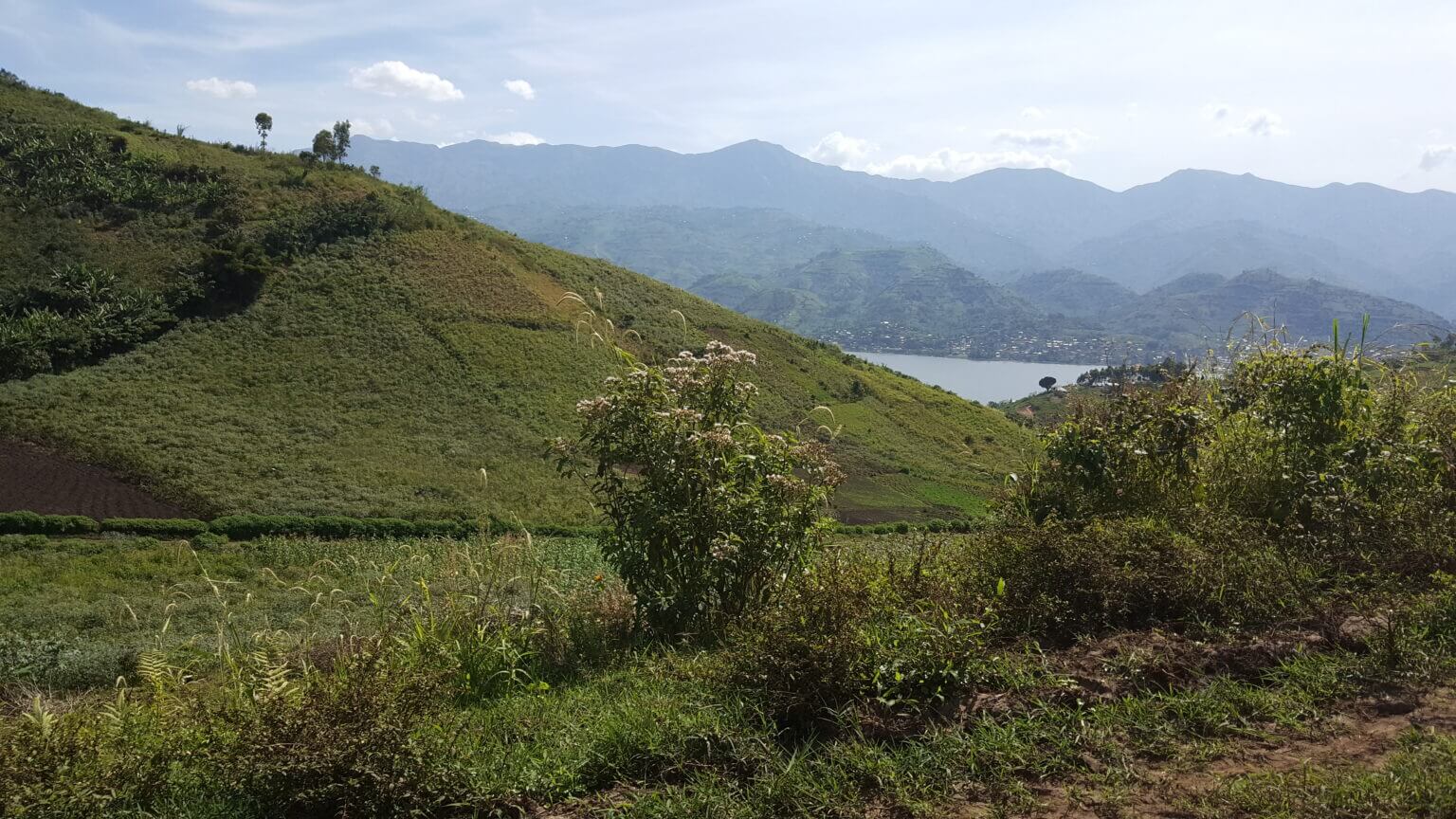 Coffee Island