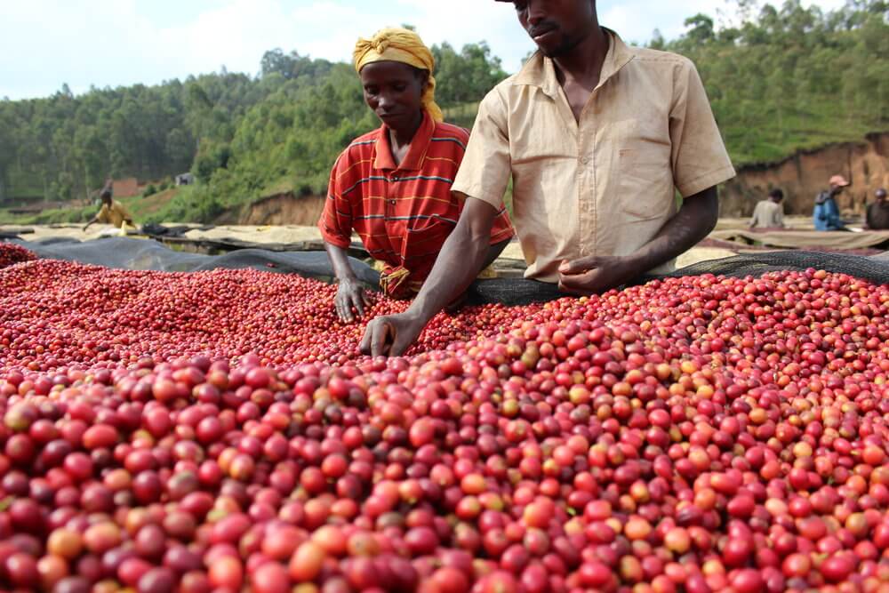Coffee Island