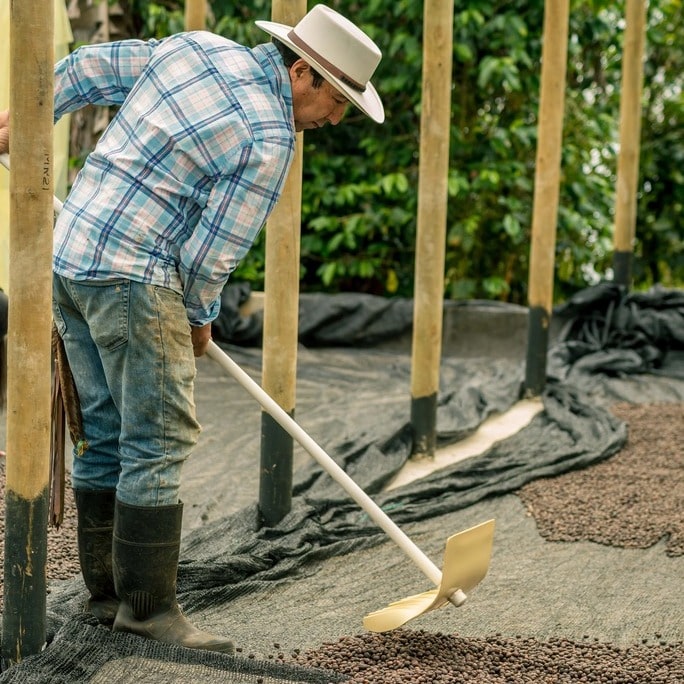 Farmer spreads out coffee beans.